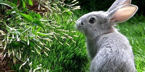 приснился серый кролик