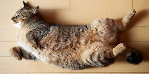 К чему снится умерший кот или кошка?