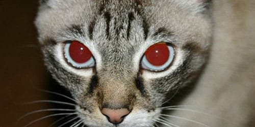 кот с красными глазами