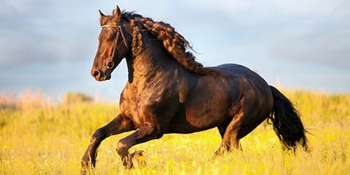 лошадь в поле