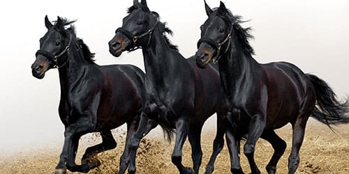 черные кони