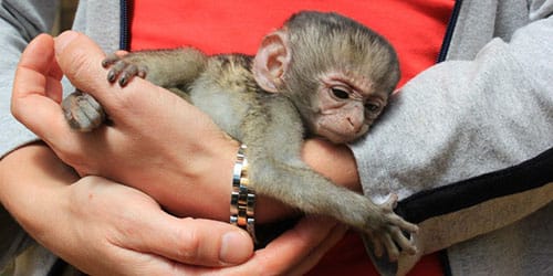 обезьянка на руках