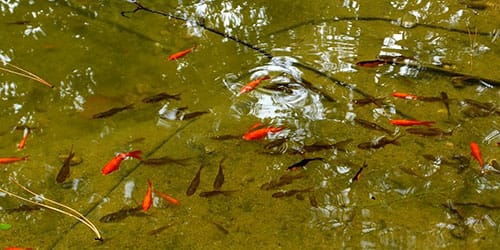 рыбьи малыши в пруду