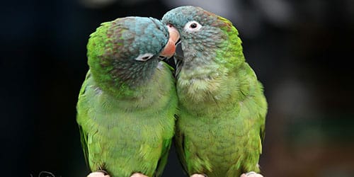 птички целуются