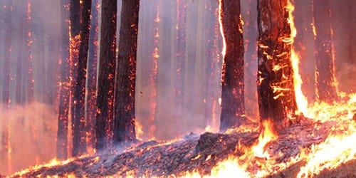 деревья горят