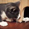 Кошки и мыши