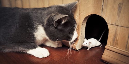 К чему снятся кошки и мыши?