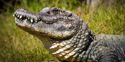 крокодил кусает во сне