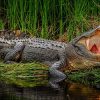 Крокодил кусает