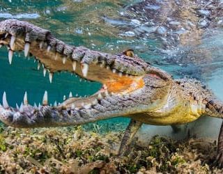 krokodil v vode 4