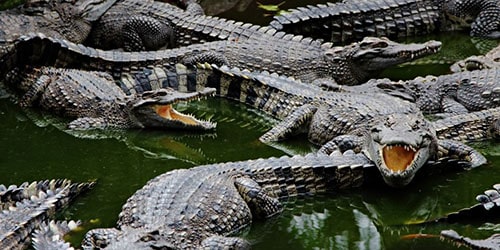 Много крокодилов в воде
