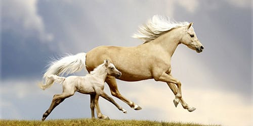 белые лошадки
