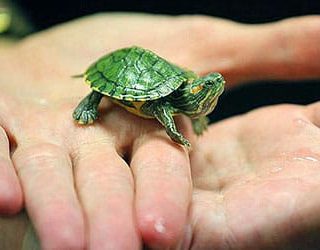 Маленькая черепаха