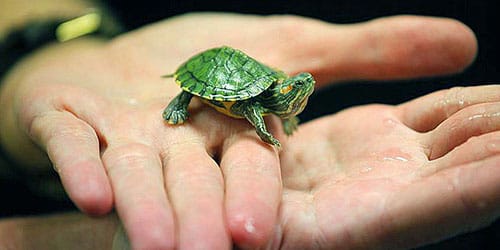 К чему снится маленькая черепаха в руках thumbnail