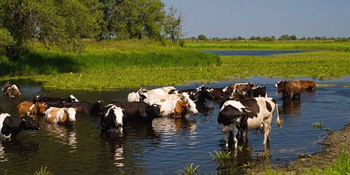 парнокопытные на водопое