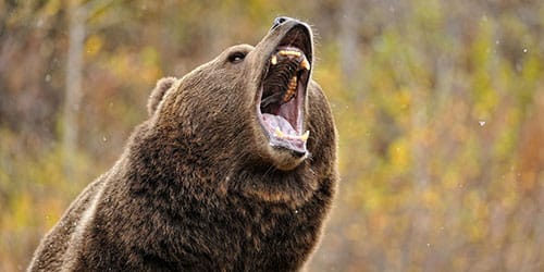 Нападение большого медведя