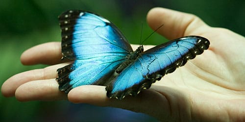 большая бабочка