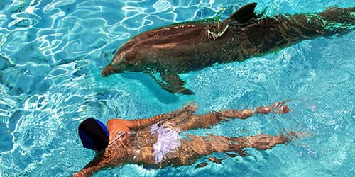 плавать с дельфином