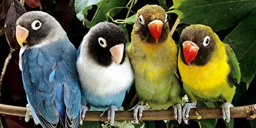 видеть во сне разноцветных попугаев