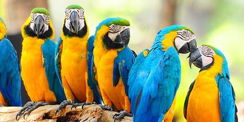 к чему снятся разноцветные попугаи