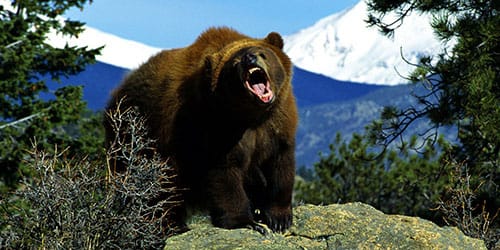 К чему снится убегать от медведя? 