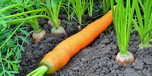 к чему снится морковка