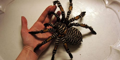 К чему снится большой черный паук который нападает thumbnail