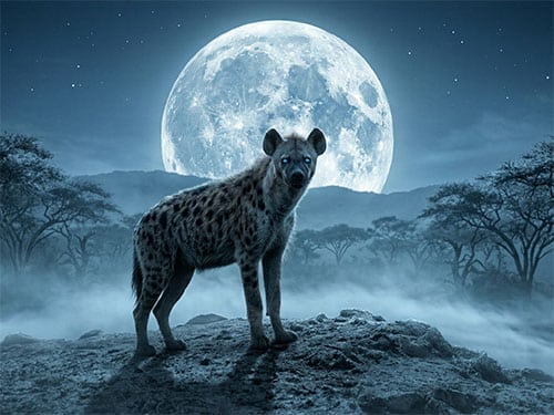 Гиена на холме