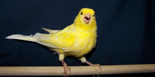 желтая птичка