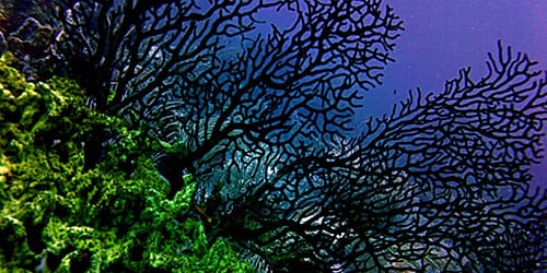 черные кораллы