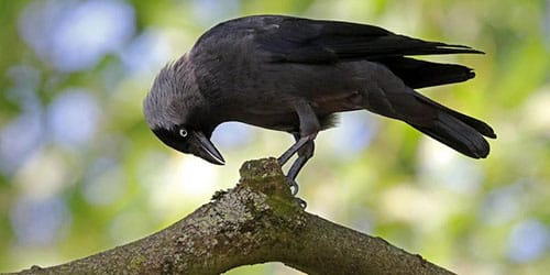 черная птица