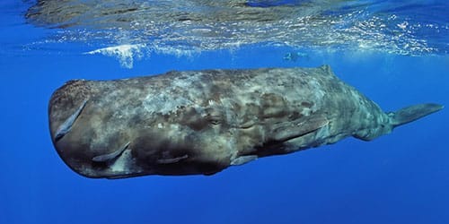 огромный кит