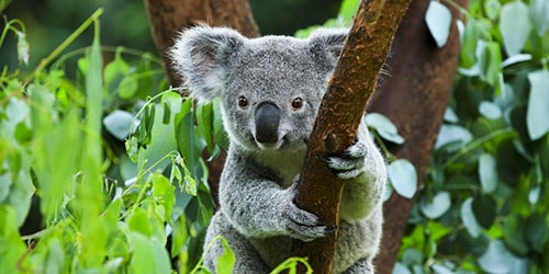 видеть коалу на дереве во сне