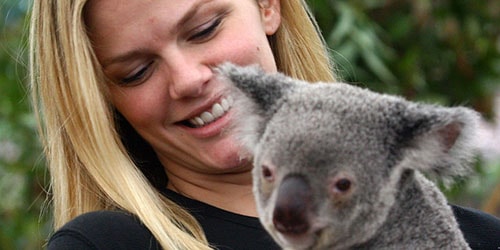 к чему снится держать на руках коалу