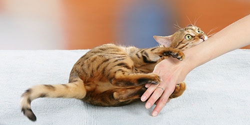 поцарапала руку кошка во сне