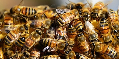 видеть во сне улей с пчелами