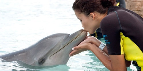 целовать дельфина