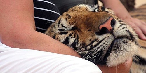 к чему снится гладить тигра 