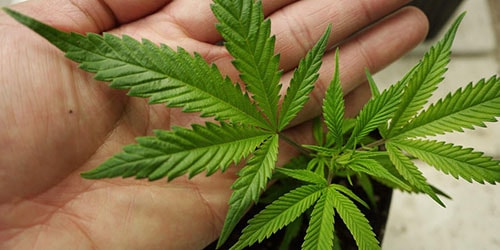 Сонник семена от конопли марихуана грамм