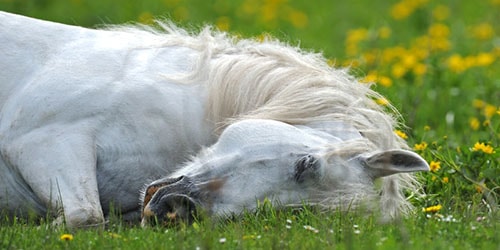 белая лошадь спит
