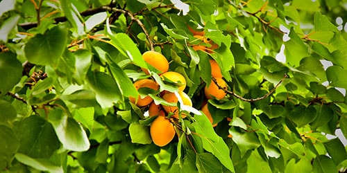 плоды на дереве