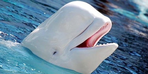 к чему снится белый дельфин