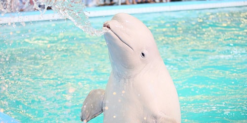 видеть во сне белого дельфина