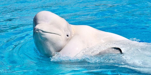 дельфин в бассейне