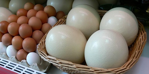 огромные яйца