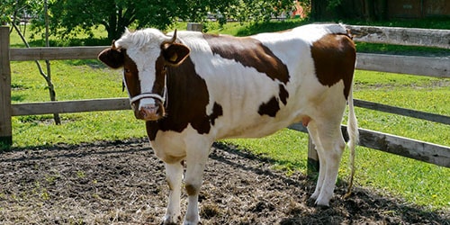 к чему снится загонять корову во двор