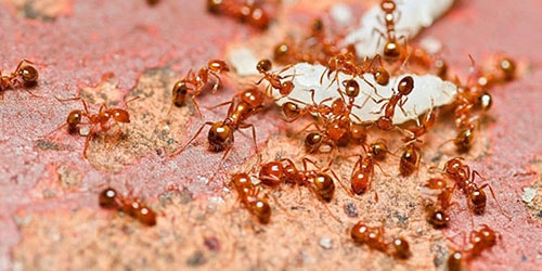 к чему снятся красные муравьи