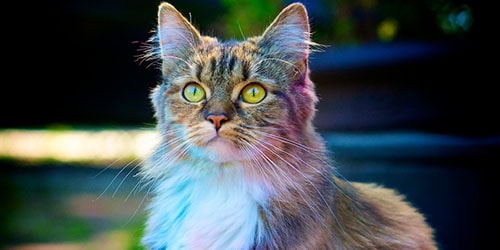 разноцветная кошка