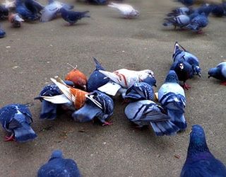 Пить во сне голубую воду. staya golubej 2. Пить во сне голубую воду фото. Пить во сне голубую воду-staya golubej 2. картинка Пить во сне голубую воду. картинка staya golubej 2. К чему снится голубая вода? В большинстве традиций этот образ символизирует новую жизнь, крепкое здоровье и радость. Если во сне фигурировала голубая вода, то многие связывают ее с чистотой и искренностью. Но сонники, составленные профессиональными толкователями, этой радости не разделяют. Чтобы правильно расшифровать грезу, нужно вспомнить максимальное количество сопутствующих деталей. Нередко такой сон сулит опасность.