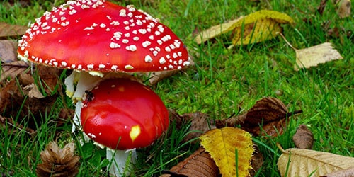 к чему снятся ядовитые грибы в лесу